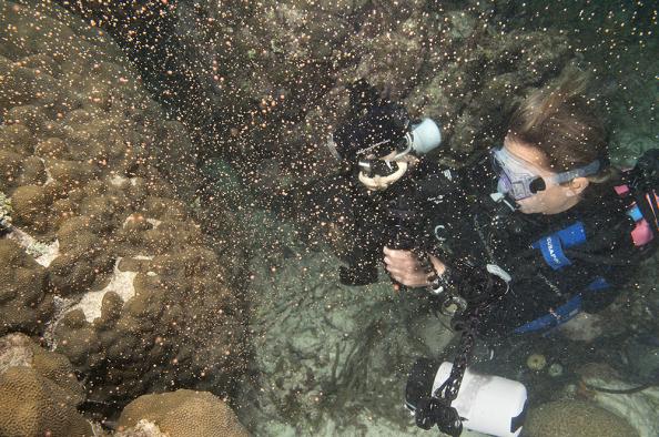 Florida Keys Coral Spawing is an Annual Phenomenon