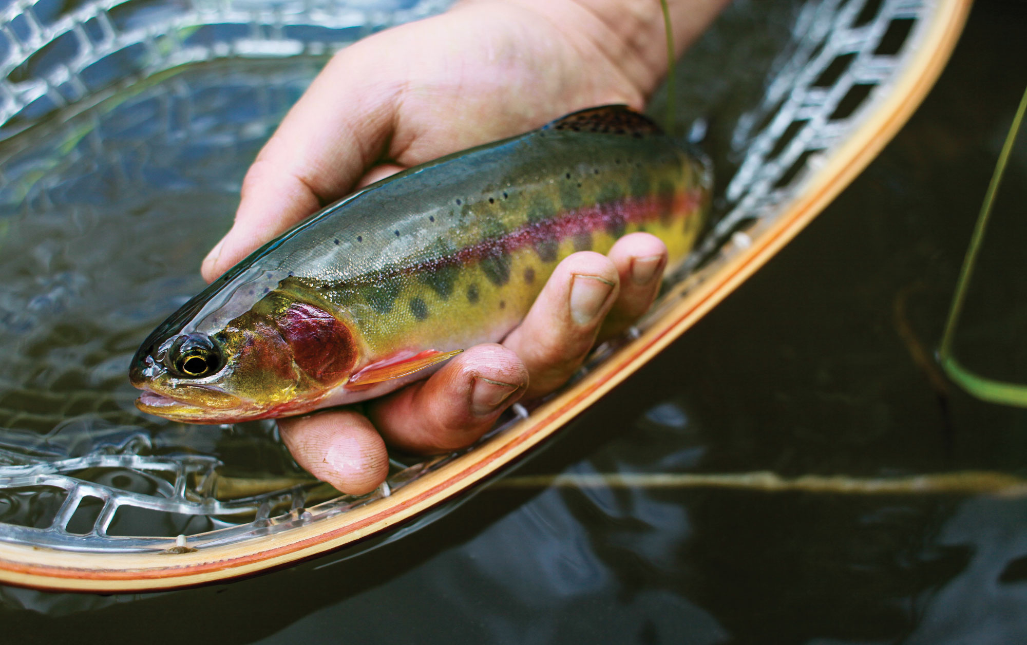 Fishing Adventure: Chasing Backcountry Golden Trout