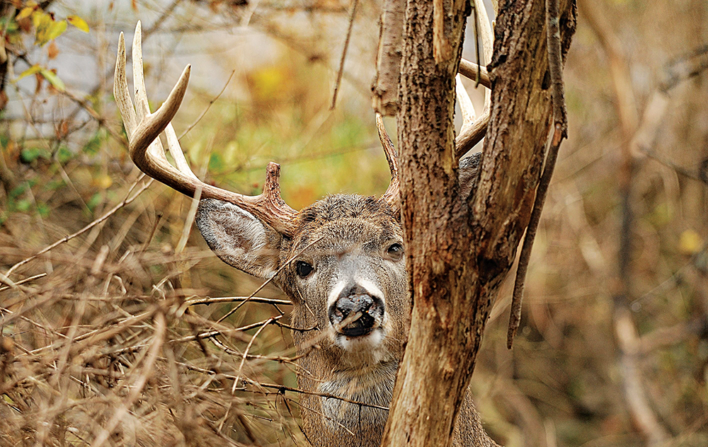 deer sanctuary, old buck, mature buck, deer hunting, deer habitat, pressured deer