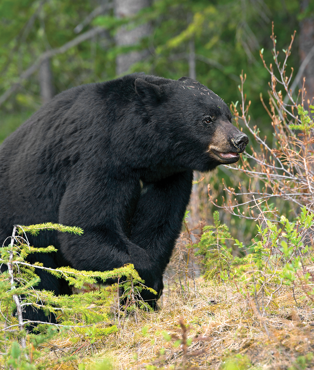 Bear O’Clock: How to Hunt Spring Black Bears Based on Their Feeding and Breeding Schedules