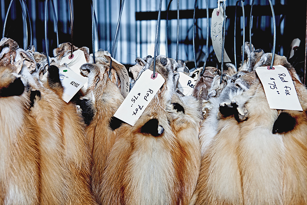<em>Tanned and sorted red fox pelts, for sale at J&amp;M Furs.</em>