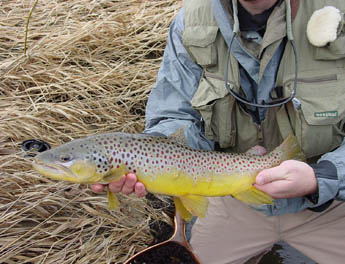Deep -Timber Trout