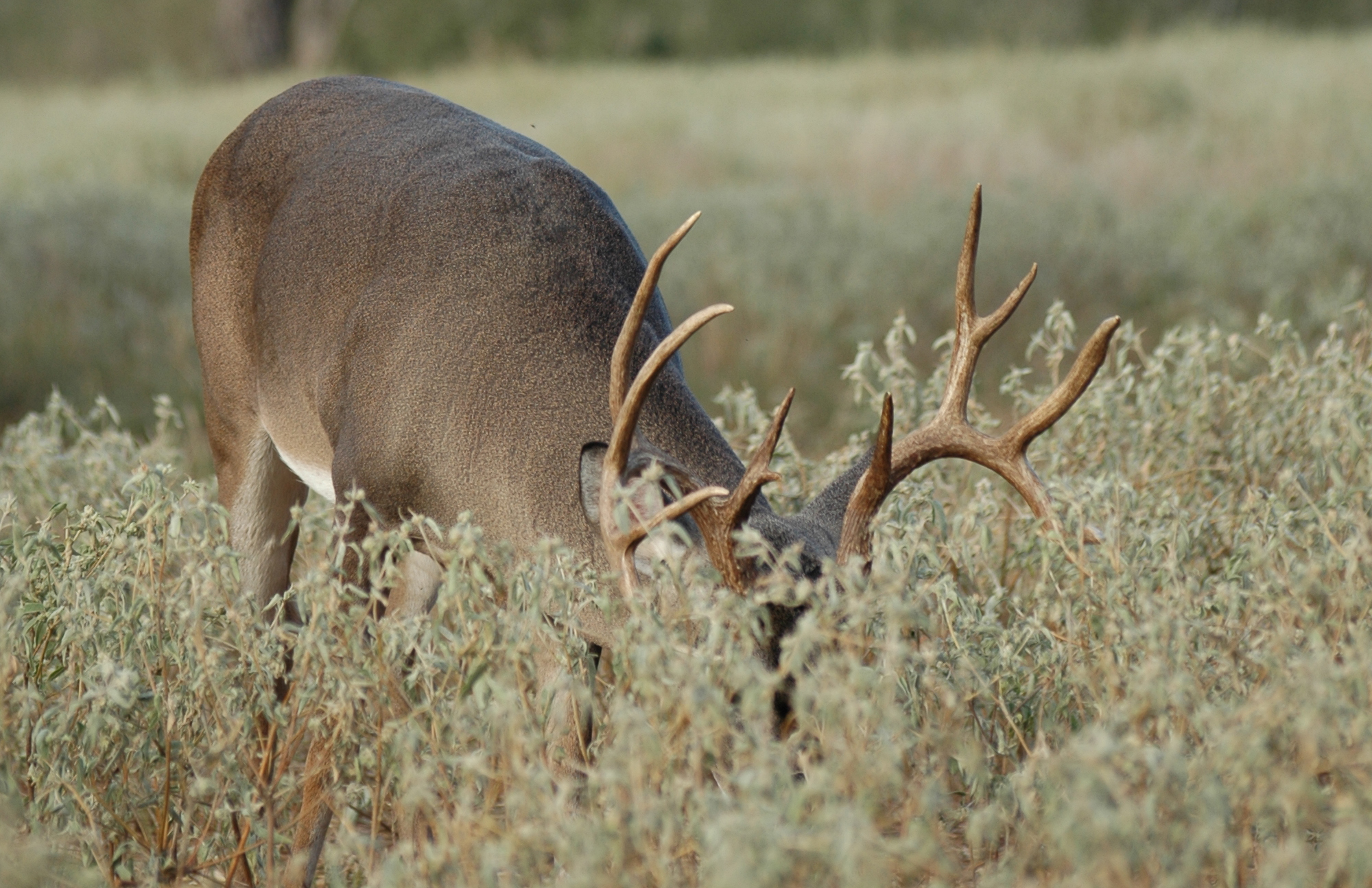 How to Pattern a Giant Early-Season Buck