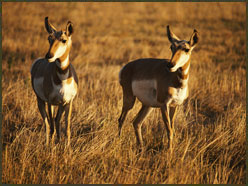 Hunting Antelope On Their Turf