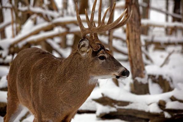 Outdoor Life’s 2014 National Whitetail Survey