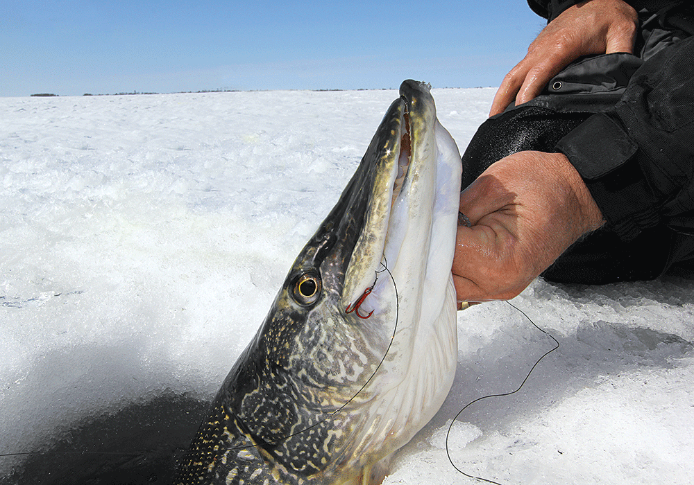 Ice Fishing: How to Catch Monster Late-Winter Pike