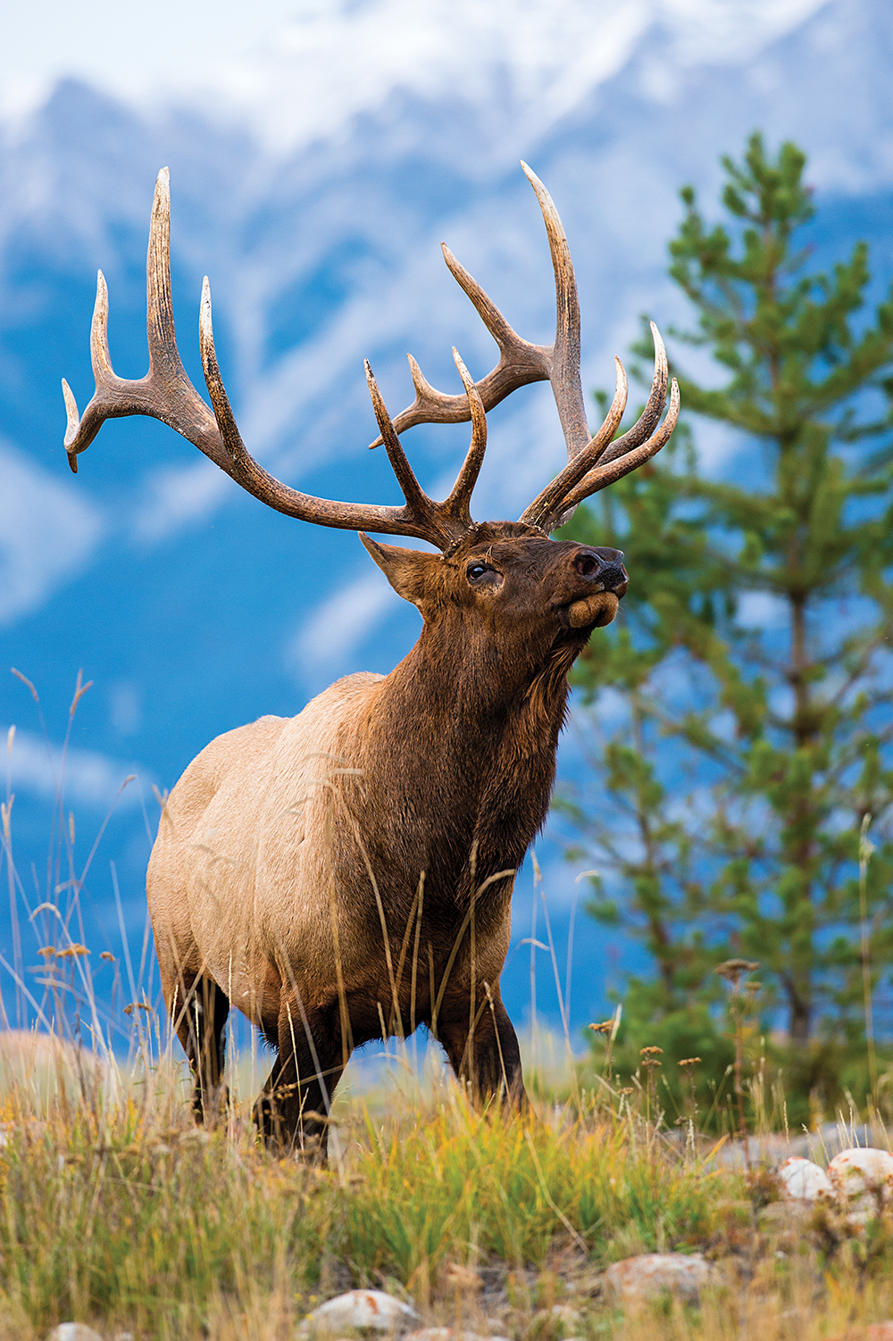 Montana bull elk