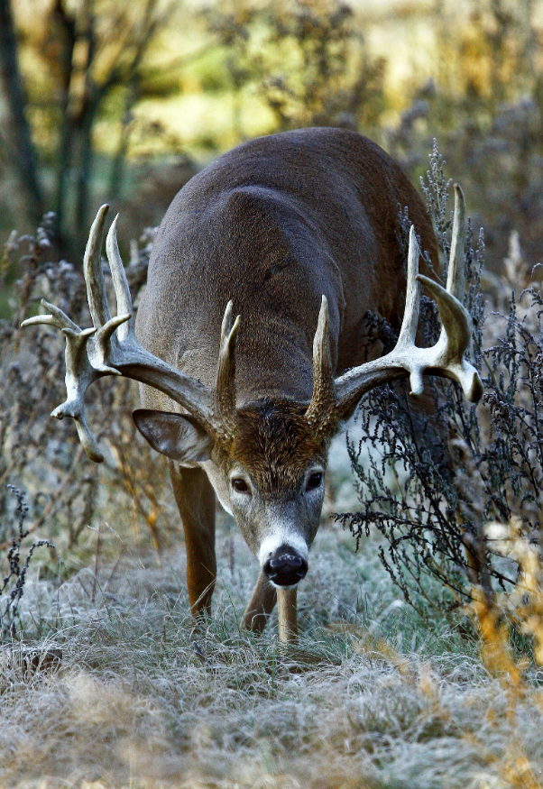 Best Tactics for Hunting the Rut