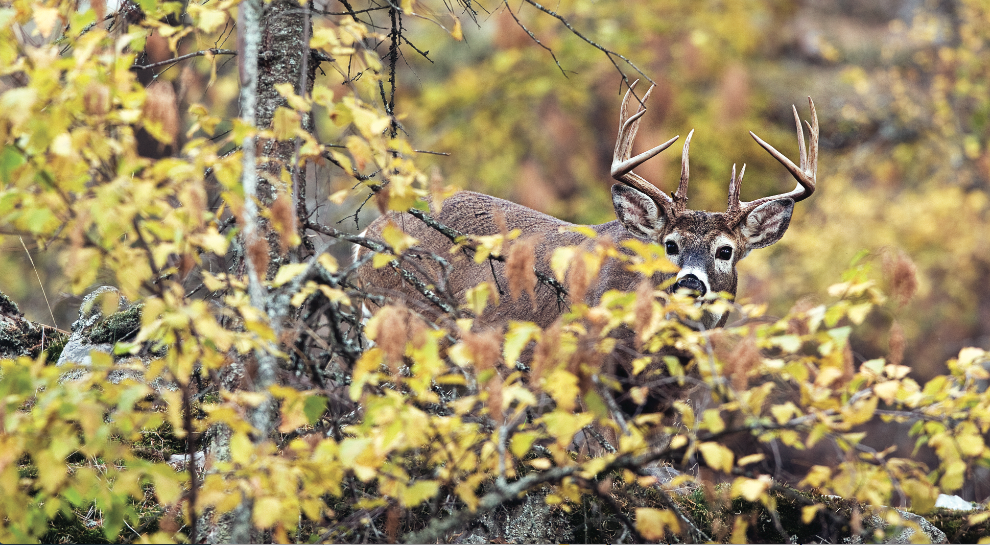 How to Hunt a Mature Buck Near His Bedding Area