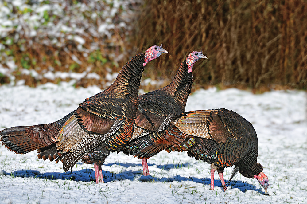 Frosted Flocks: Hunting and Calling Wintertime Turkeys