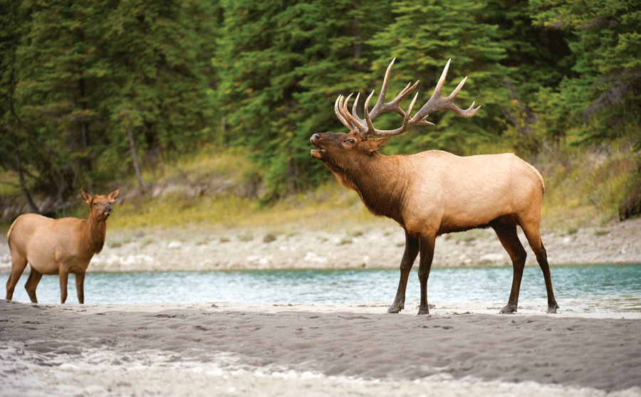 Back Country Adventures: A Sure-Thing Elk