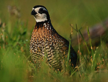 Dueling Quail Groups