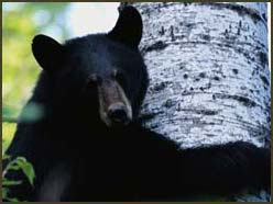 Black Bears–Simple Fools or Cunning Killers
