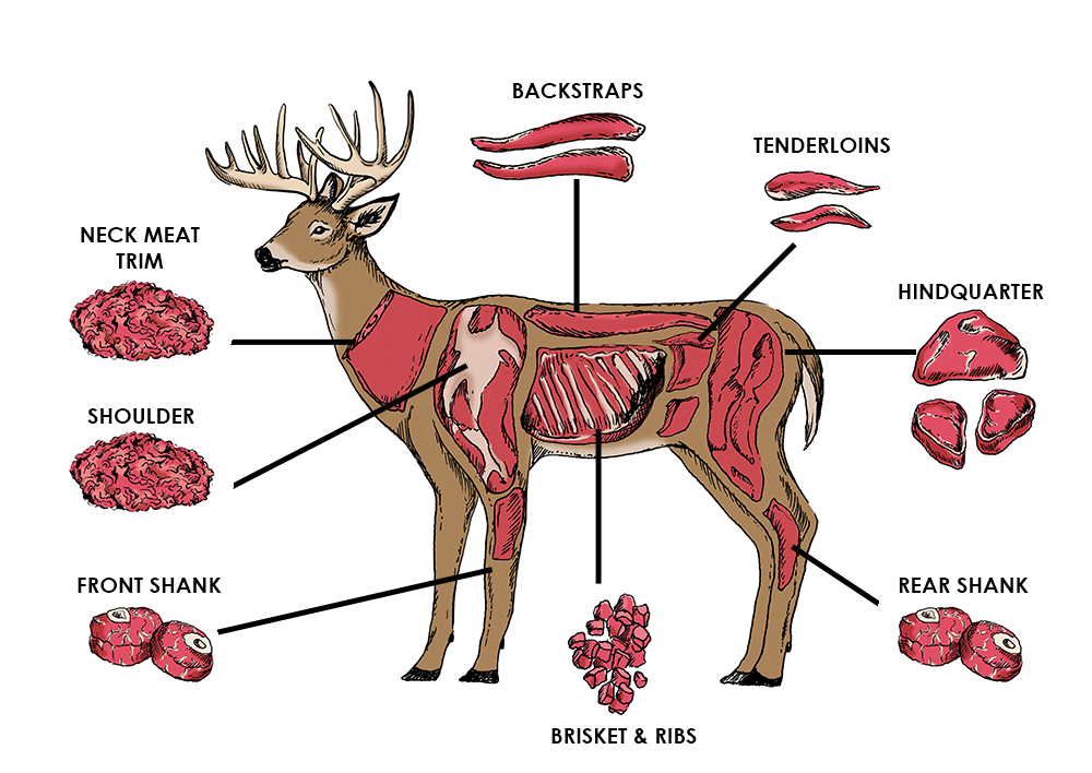 butcher diagram deer meat cuts venison