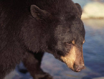 Black Bear Hunting photo