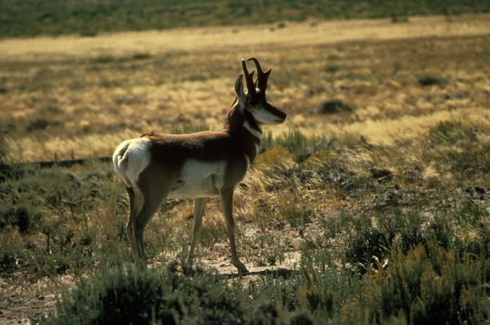 <strong>Pronghorns</strong> Wyoming (339), New Mexico (207), Nevada (102)