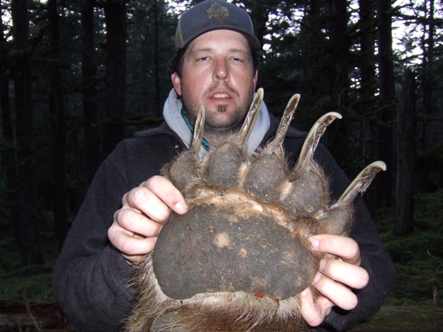 The paw of a giant Alaska brown bear.