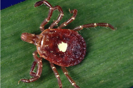 5 Common Tick Bite Symptoms, and 8 Ways to Prevent Getting Bit