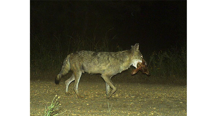 coyote with fawn head