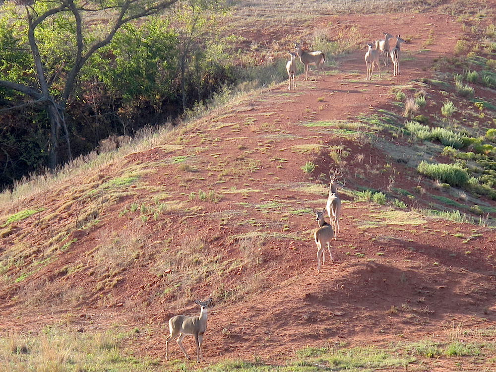 A herd of whitetail deer on a red dirt hill, a buck surrounded by a dozen does.