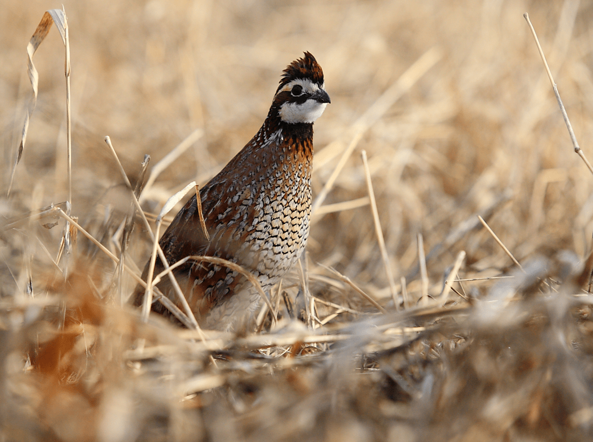 How to Attract More Quail to Your Property