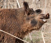 Pig Hunting Tips: How to Call in Wild Hogs