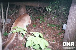 Hoosier Mountain Lion Sighting Confirmed