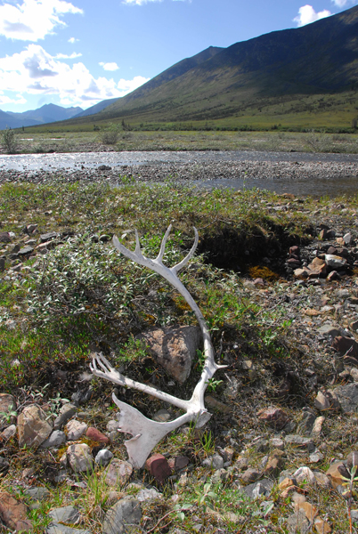 The ground along our route is littered with sheds. We saw plenty of caribou antlers, like this one, and dozens of moose antlers, from smaller 20-inch sheds to some giant sheds going nearly 35 inches.
