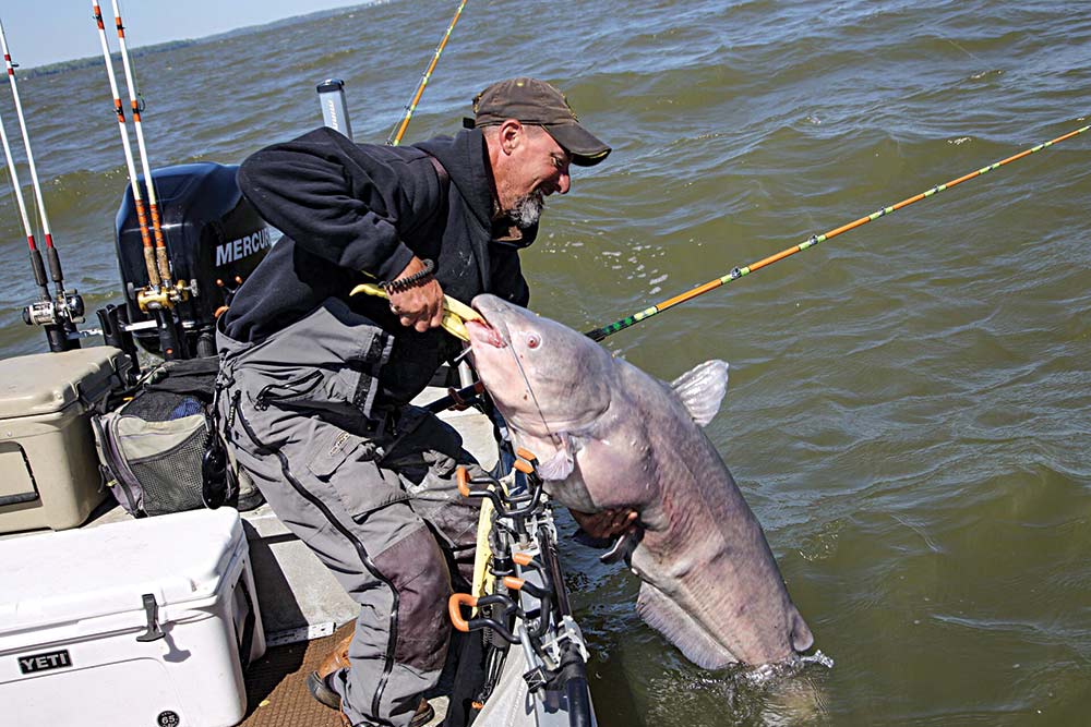 blue cat fishing in shallow water