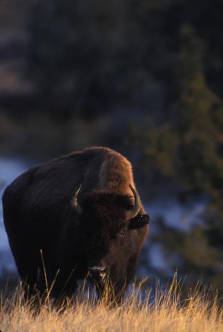 In Yellowstone National Park, bison have injured twice as many visitors as have grizzly bears.