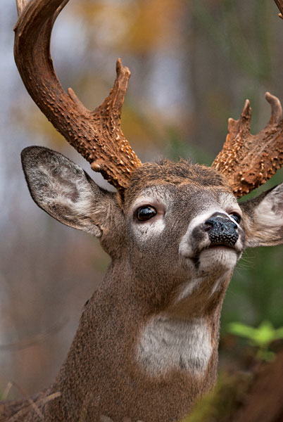Deer Hunting: Figure out Your Rut Strategy Now
