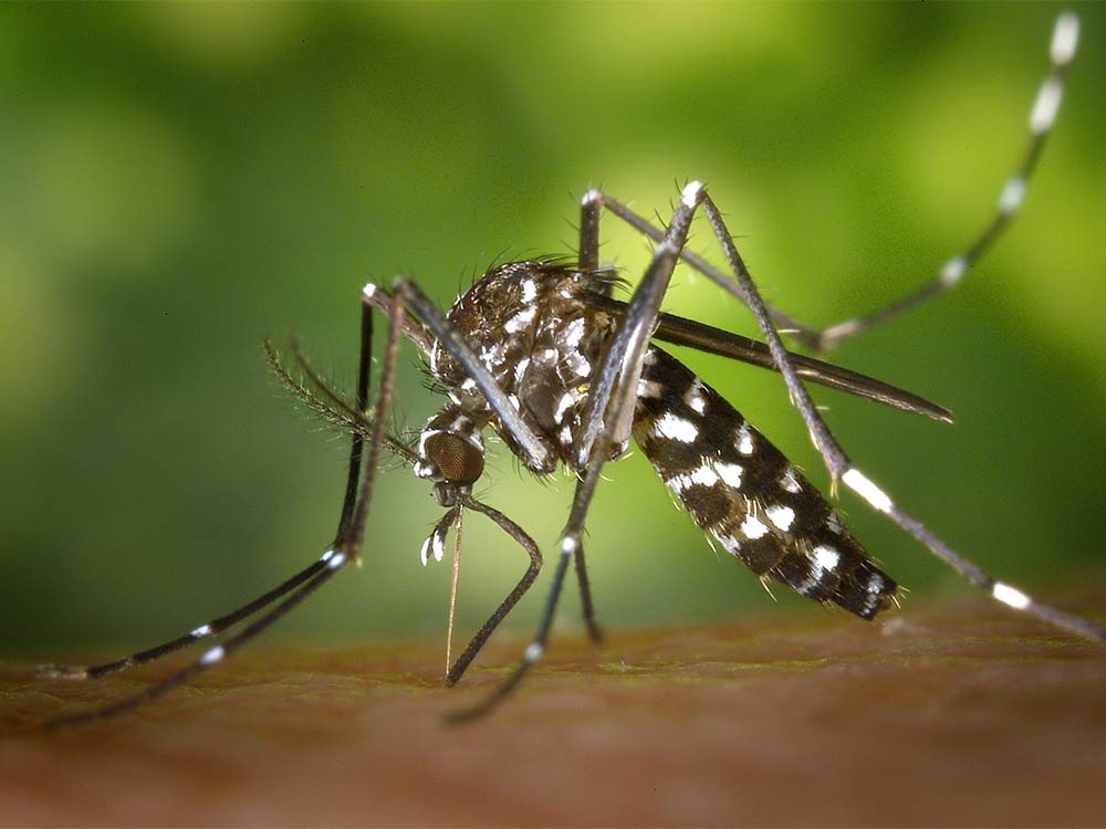 a close up image of an asian tiger mosquito