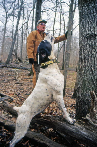 In the fraternity of treeing-dog enthusiasts, Jim Rhea of Wynne, Arkansas, is legendary. He raises and trains some of the world's finest pedigree squirrel dogs. Dogs from his Limbgripper line, including Limbgripper Ranger pictured here, have won every major award in the sport, including dozens of state, regional, U.S. and world championships.