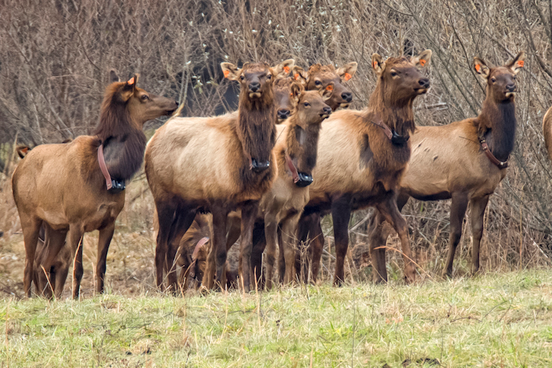 <em>Elk in West Virginia.</em>