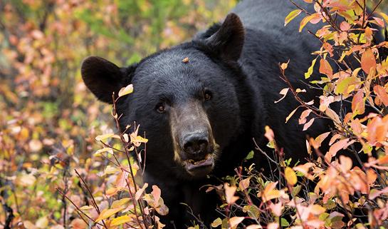 How to Call Fall Bears Into Close Range