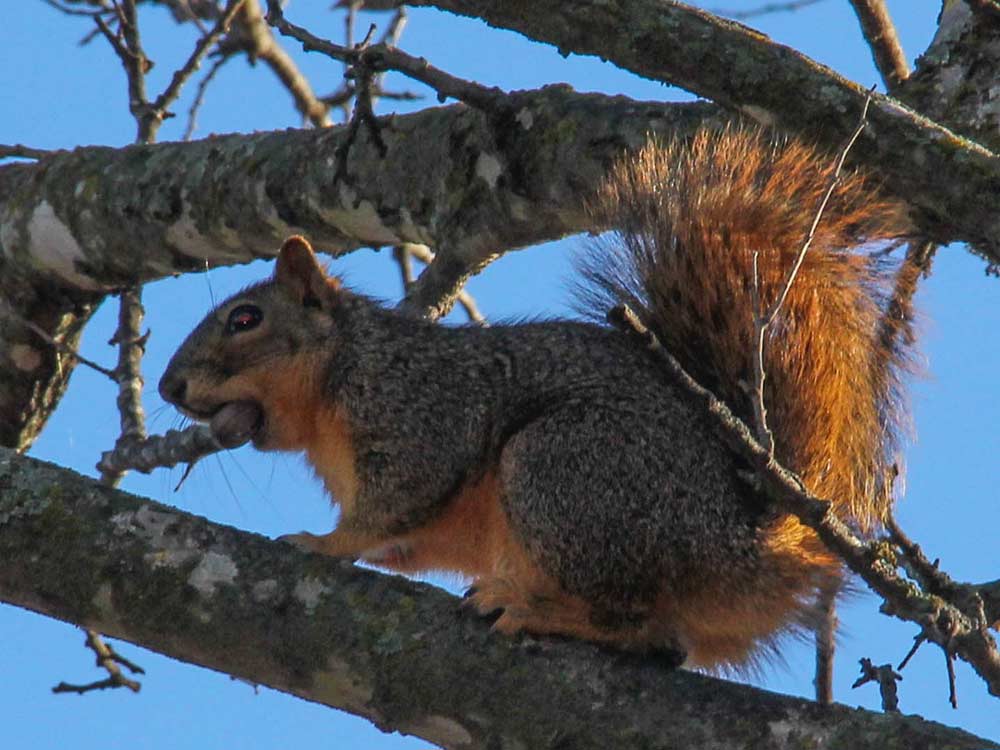 a summer squirrel in a tree