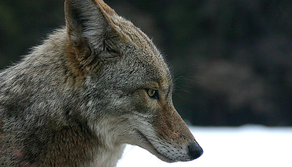 10/02/01 An 8-year-old girl and a 7-year-old boy, were bitten by a coyote during their lunch hour at an elementary school in San Clemente, California. Another child was also attacked, but was protected by his backpack. The coyote snuck into the playground which was filled with children and a fourth-grade teacher threw water bottles and rocks at the coyote to scare it away. But instead of retreating, they coyote ran across the playground and lunged at a child. Both children suffered minor injuries and were treated at a local hospital. They also received rabies shots.