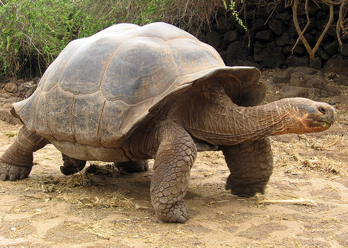 Turpining: Hunting For Tortoise Like A Real Man