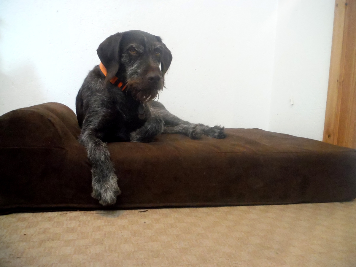 old-hunting-dog-bed