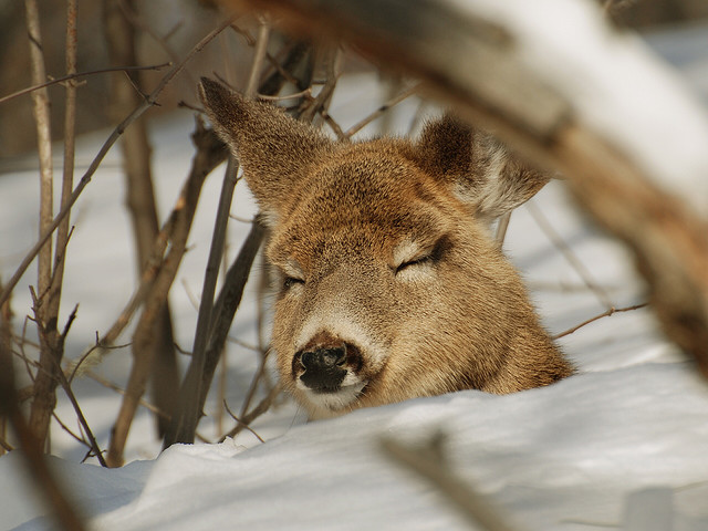 sleeping deer