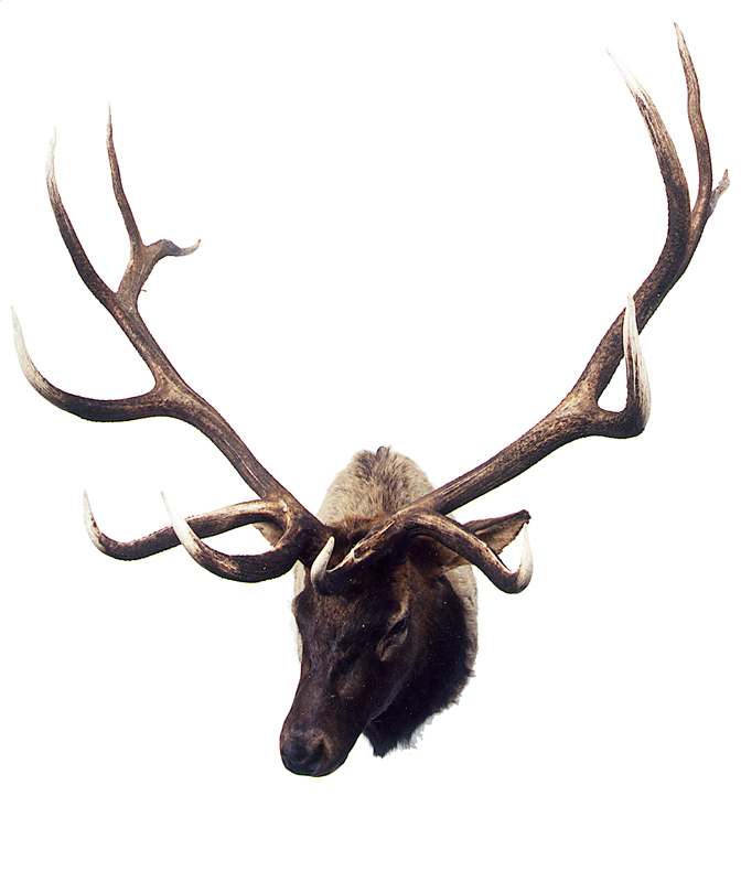 #4 Typical Bull Elk