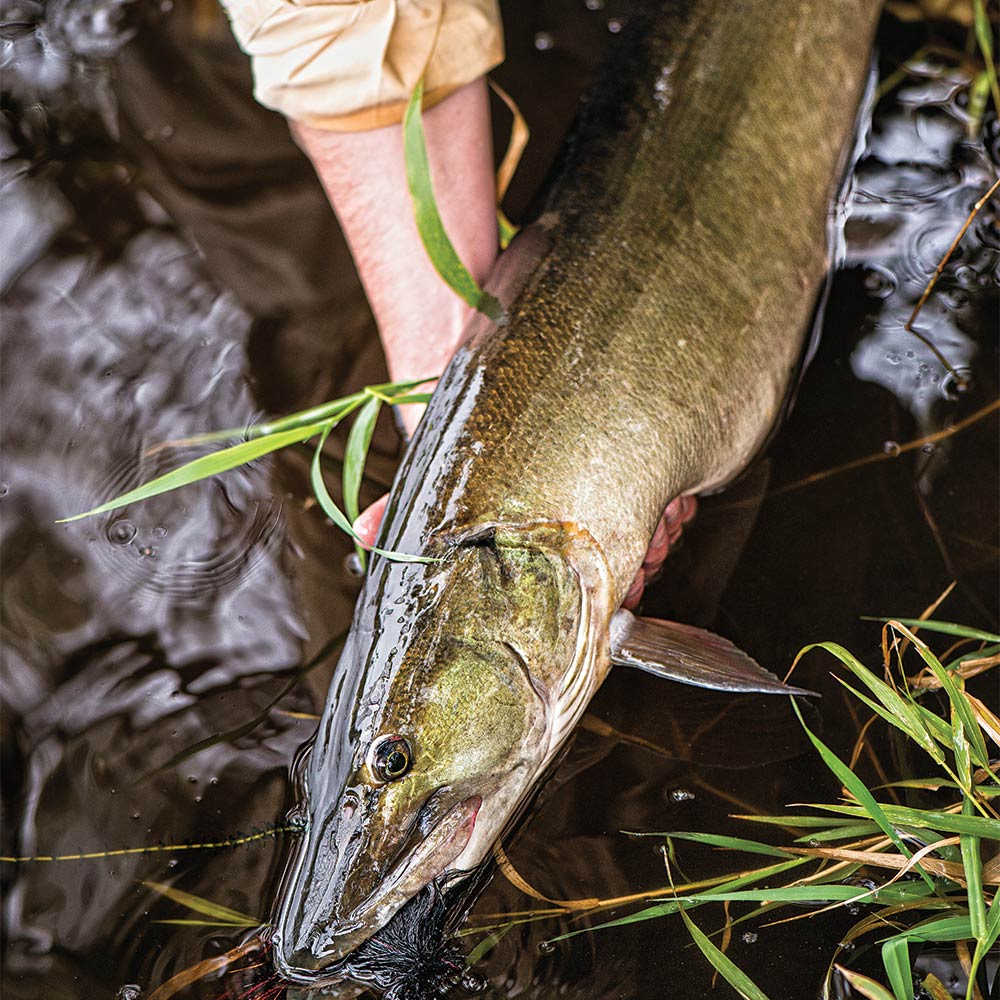 You Should Flyfish for Muskies—Here Are 3 Tips to Get You Started