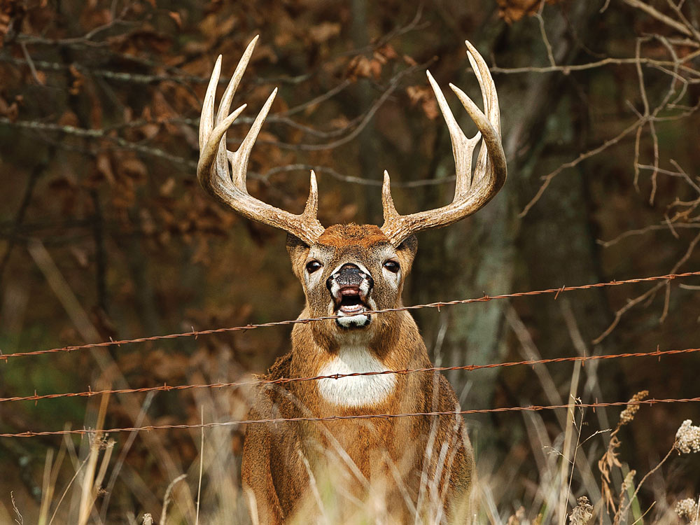 Whitetail buck scent-checking a field edge