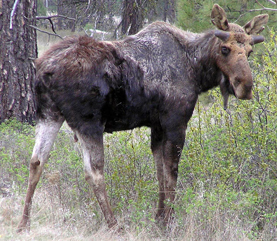 Study: Tick Bites and Climate Change are Shrinking Your Moose Herd