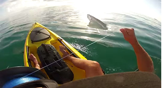 Video: Handlining Tarpon from a Kayak