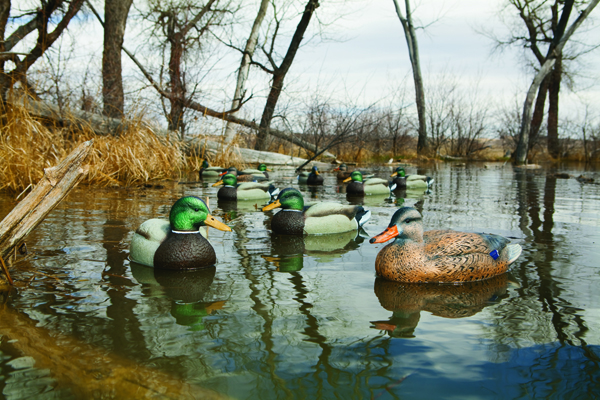 Cabela's Northern Flight Real Image Plus Decoys This year Cabela's is adding new decoys to its popular Real Image line. Northern Flight Real Image Plus Decoys come in at an affordable price, but offer the same level of detail nine-time world champion carver Pat Godin brought to the originals. This plus series includes Mallard, Bluebill, Wigeon and Green-Winged Teal. Sold in six packs they include two fixed-head drakes, two-moveable head drakes and two hens, except for the teal, which are all fixed-head. ($40; cabelas.com)