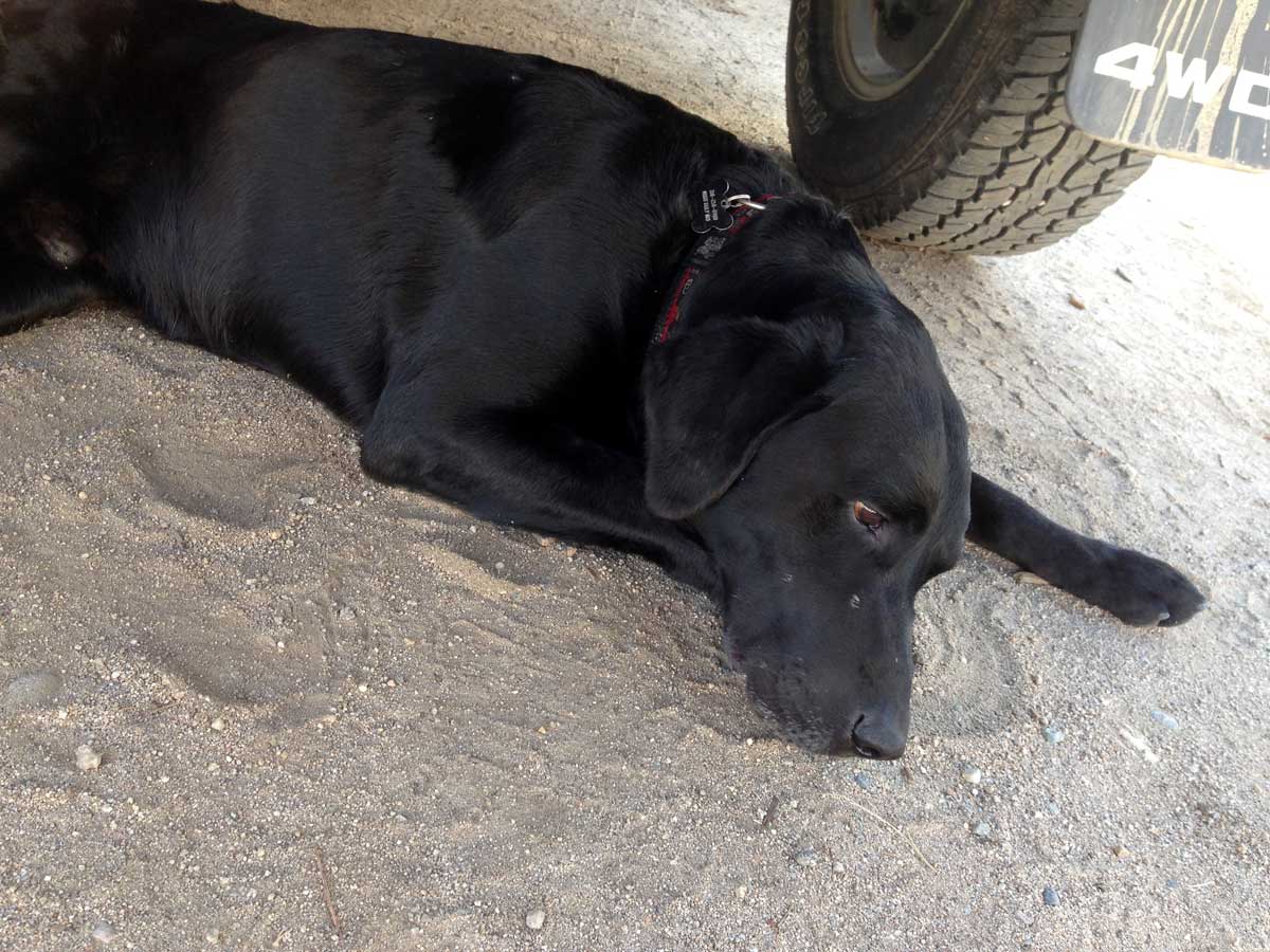 How to Kill Your Dog? Outdoor Life