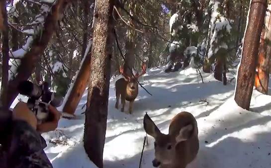 Video: Backcountry Hunter Gets Extremely Close to Curious Deer