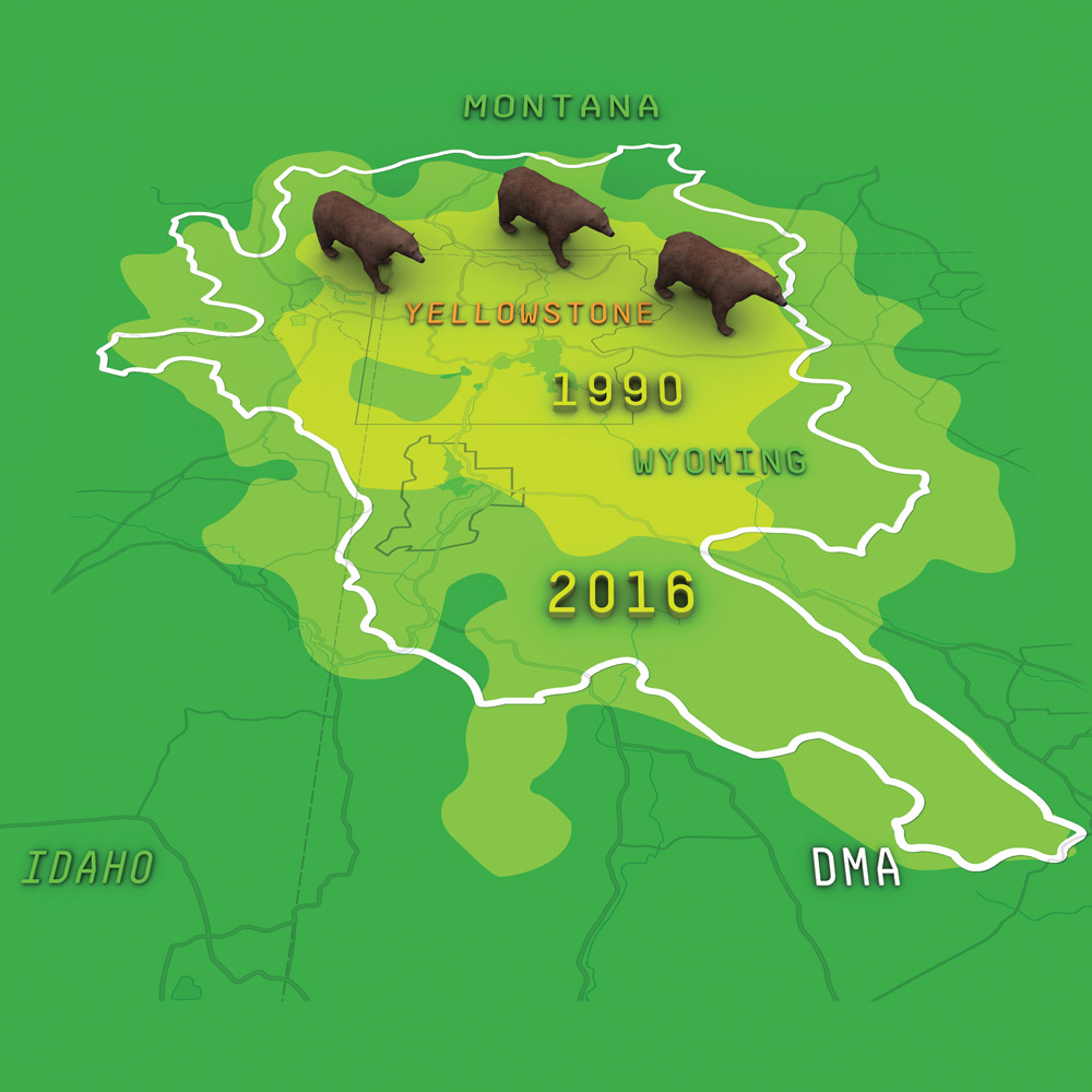 infographic of yellowstone national park bear habitat expansion