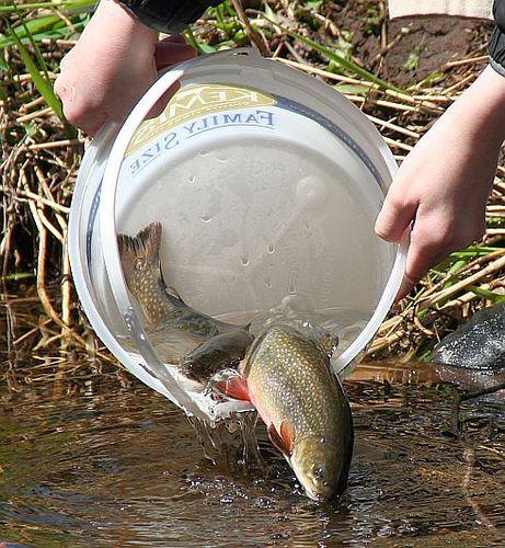<strong>16. Trout Stocking Schedule</strong> Many states typically send out press releases providing a list of streams, rivers and lakes that they plan to stock with trout. Maryland, for example, will stock more than 325,000 trout and its program is already well underway (www.dnr.maryland.gov/fisheries/stocking/index.asp). Other states are right behind.